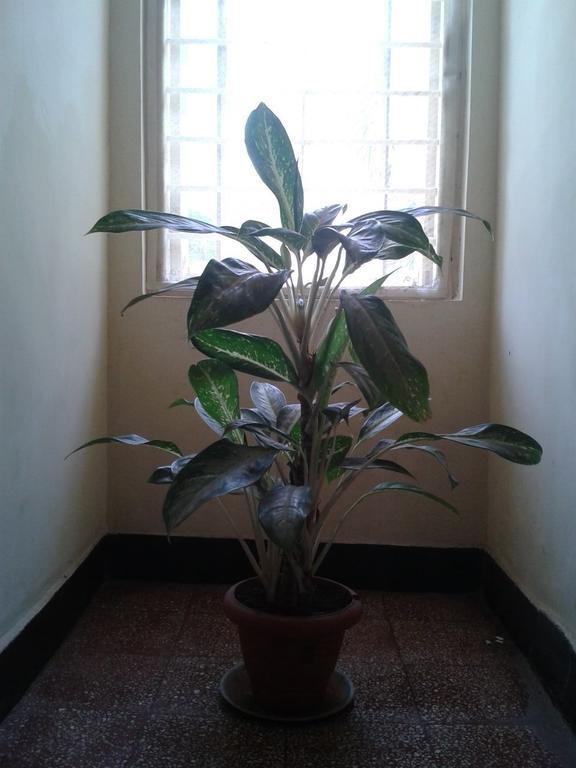 Hotel Ferreira Resort Lonavala Εξωτερικό φωτογραφία